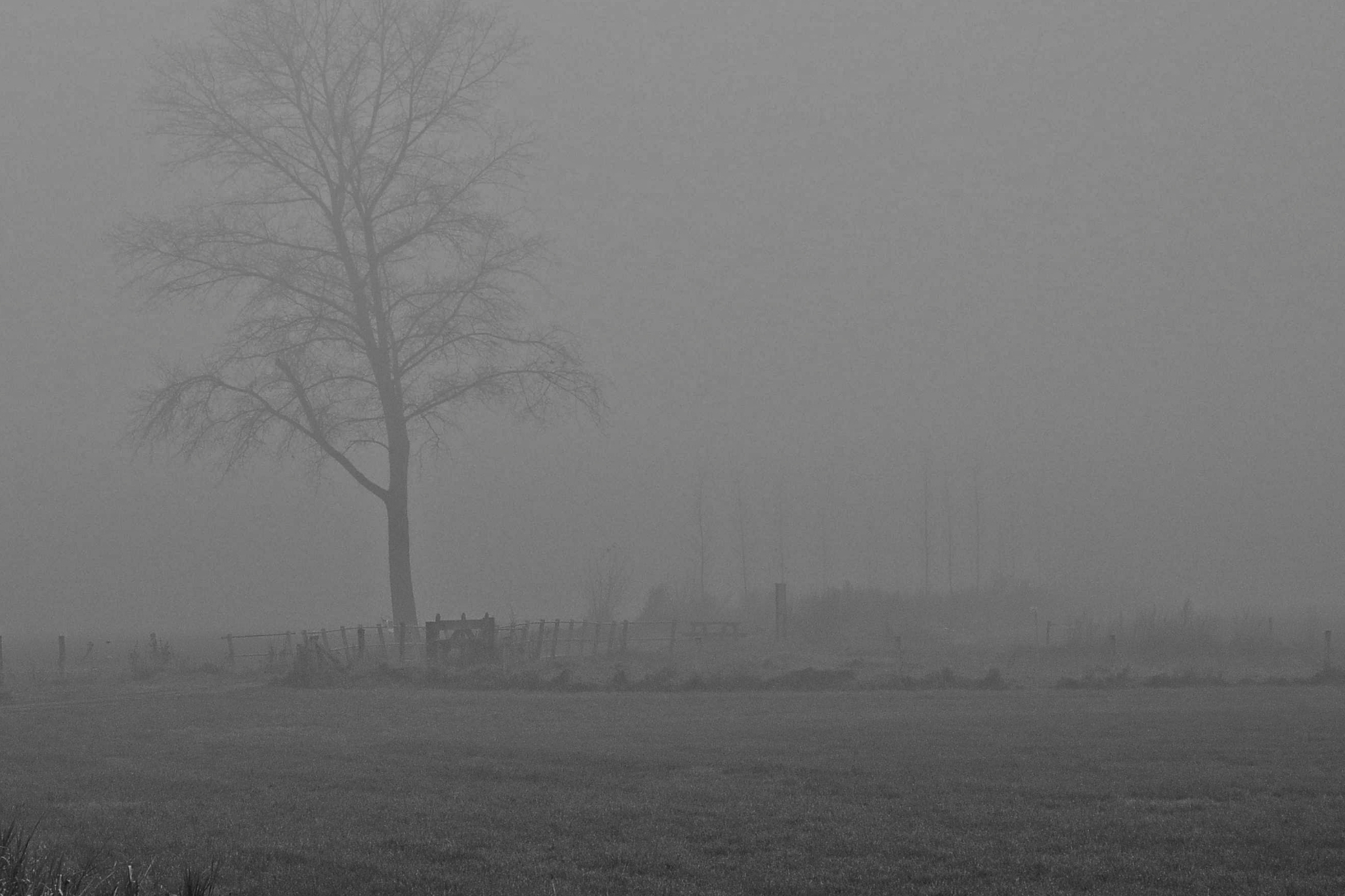 Aa Broeken boom in de mist